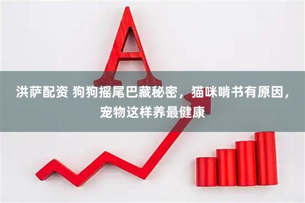 洪萨配资 狗狗摇尾巴藏秘密，猫咪啃书有原因，宠物这样养最健康
