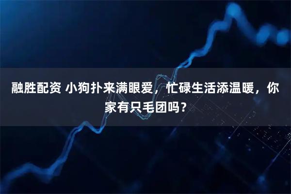 融胜配资 小狗扑来满眼爱，忙碌生活添温暖，你家有只毛团吗？