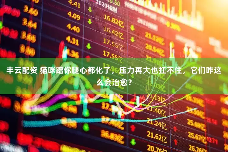 丰云配资 猫咪蹭你腿心都化了，压力再大也扛不住，它们咋这么会治愈？
